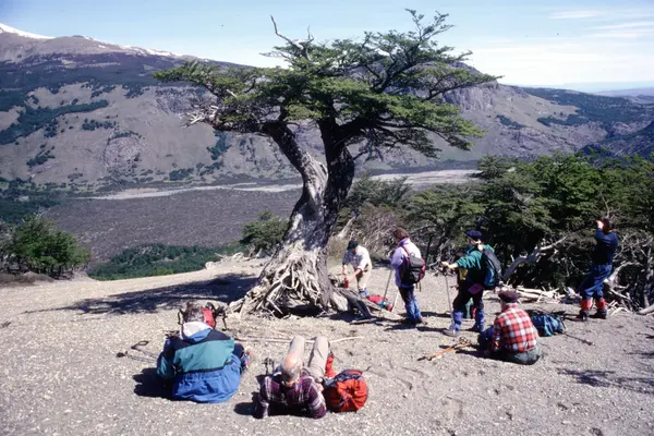A rest by a lenga tree